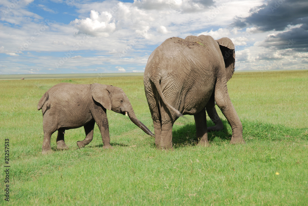 elefanti del National Park Masai Mara