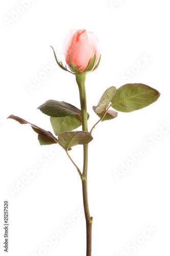 rose,isolated.