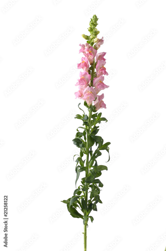 Single pink pink flowers
