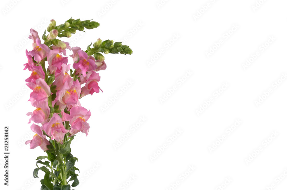 Obraz piękne jasne różowe kwiaty na białym