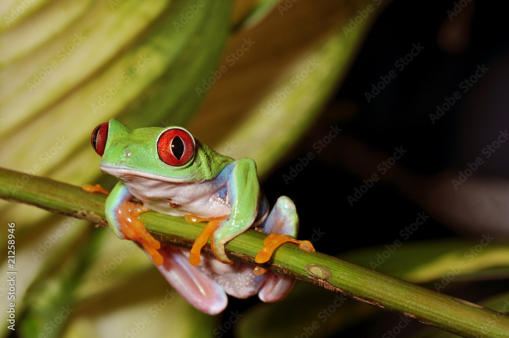 Obraz premium red eyed tree frog