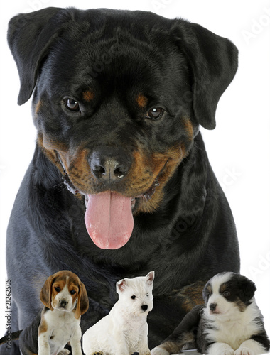 le gros rottweiller prot  ge trois chiots beagle westie et berger