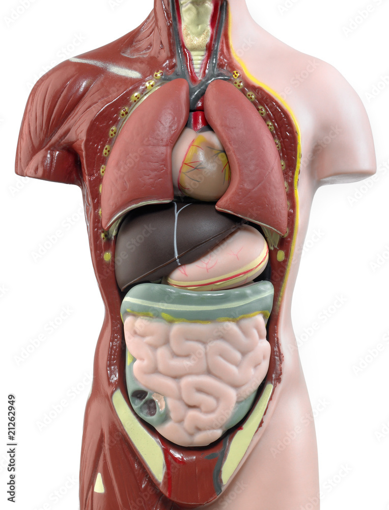 Der menschliche Körper ORGANE Stock-Foto | Adobe Stock