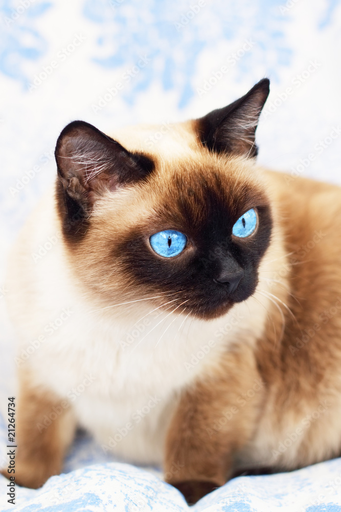 Siamese cat on a blue background