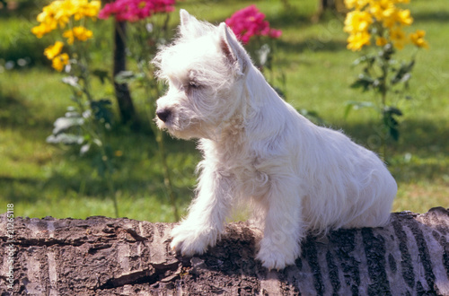 jeune westie assis sur un tronc d'arbre en équilibre photo