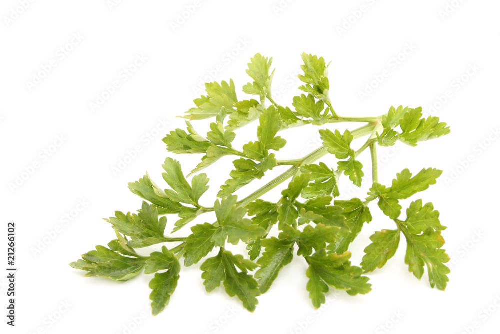 parsley parsley