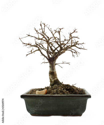 bonsai tree without leafs isolated on the white background