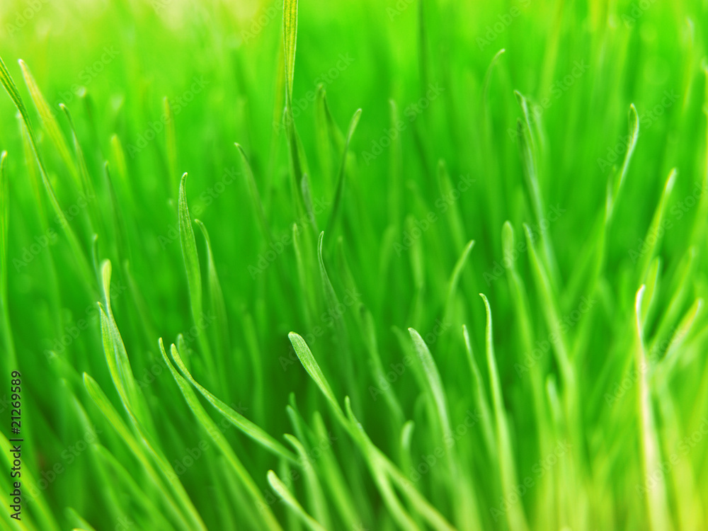 Obraz premium green grass