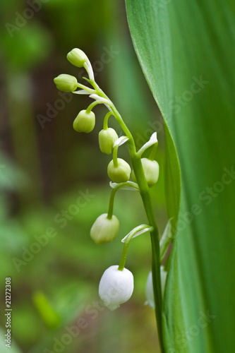 lily-of-the-valley