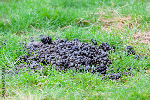 Obraz na plátně Llama Poop