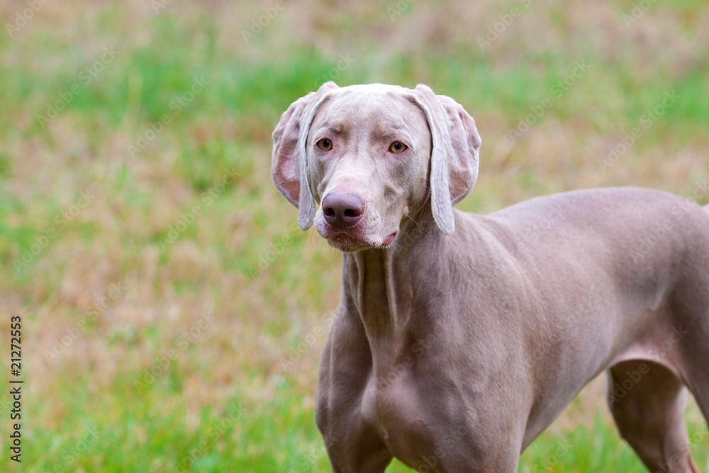 Weimaraner in Field