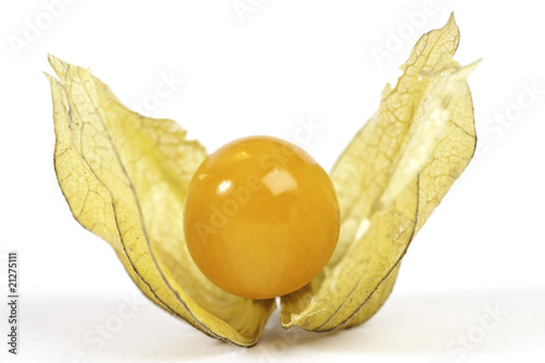 Physalis, isoliert auf weiß