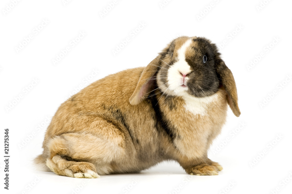 Fototapeta premium Kaninchen