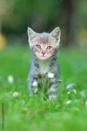 Fototapeta Naklejka Na Ścianę i Meble -  A grey cat posing outside