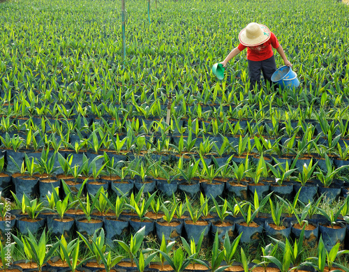 oil palm nursery and worker
