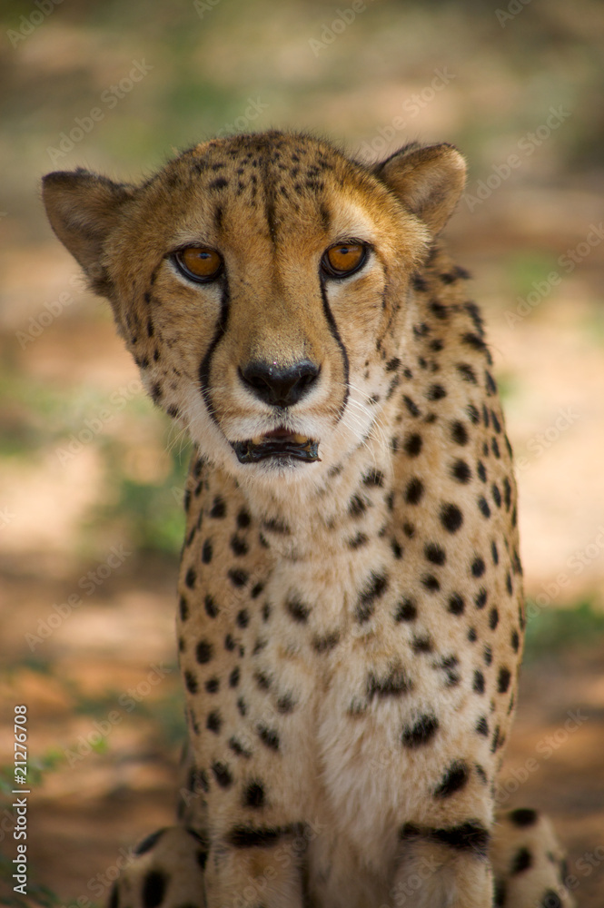 Fototapeta premium cheetah in Harnas Foundation Namibia