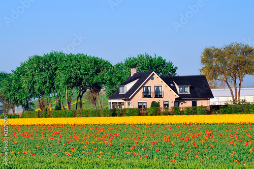 traditional Dutch house near the field with tulips