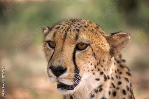 cheetah in Harnas Foundation Namibia