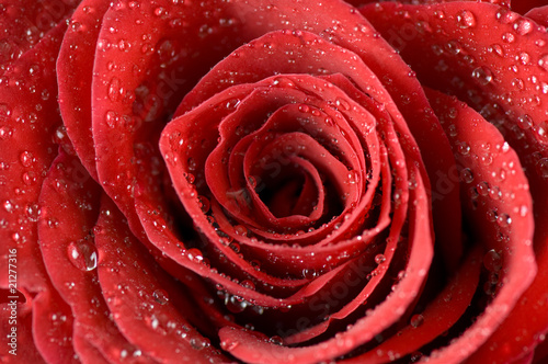 Fototapeta Naklejka Na Ścianę i Meble -  Close-up of single red rose bud