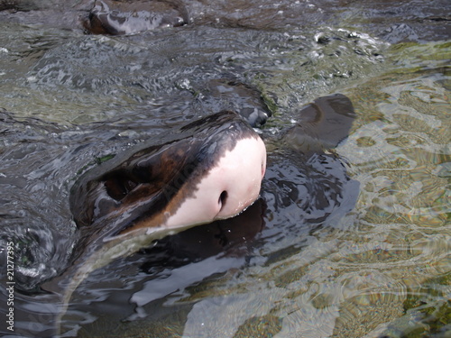 sting ray nose