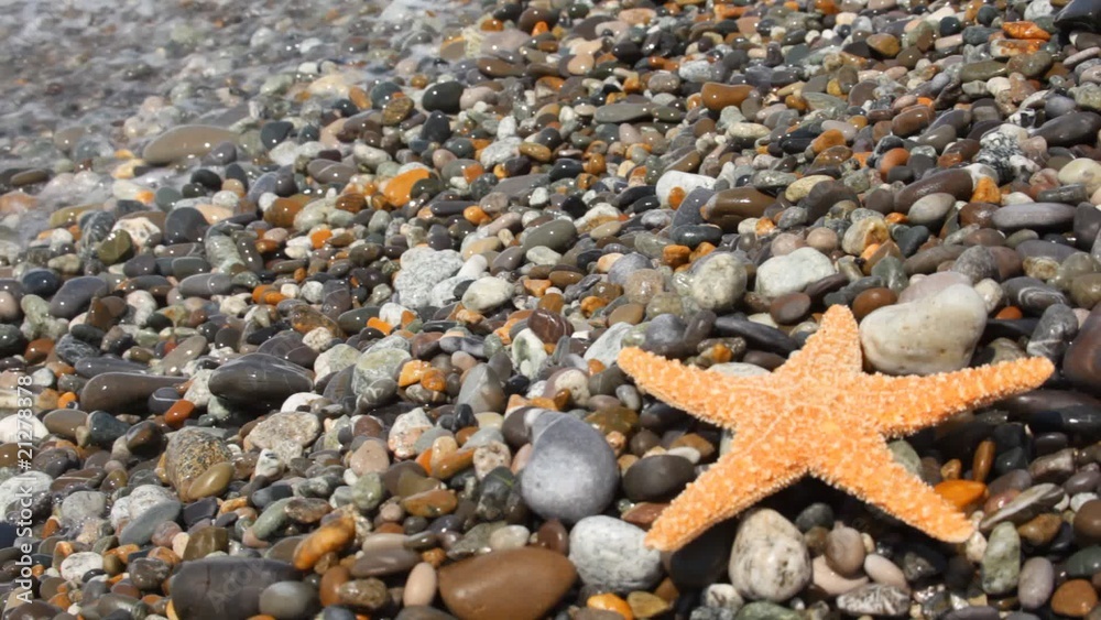 sea star on pebble beach with sea surf sea star on pebble beach with sea surf