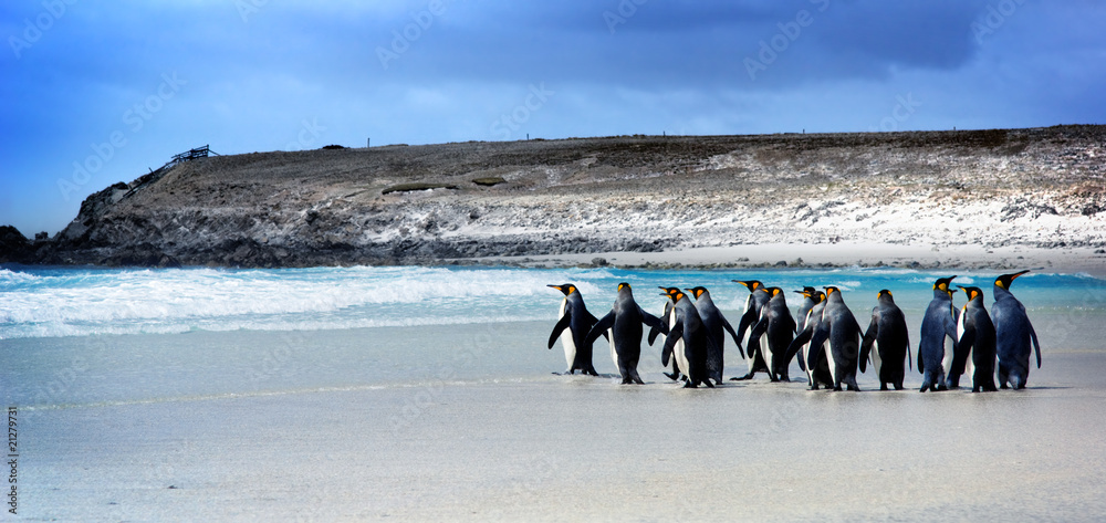Obraz premium King Penguins