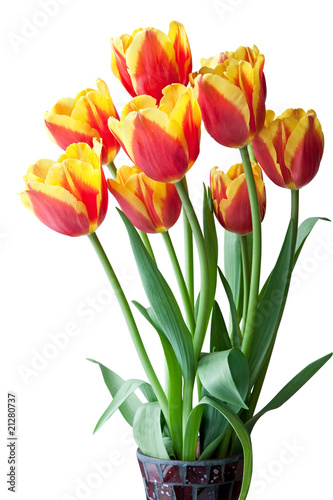 red and yellow tulips.
