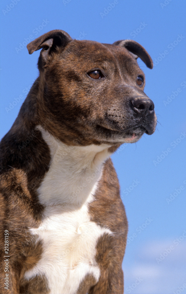 Portrait d'un staffordshire Bull terrier regardant au loin