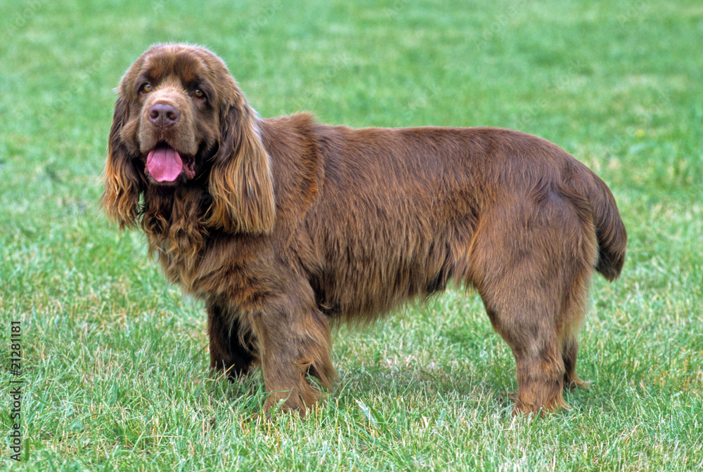 Fototapeta premium Sussex Spaniel de profil dans l'herbe