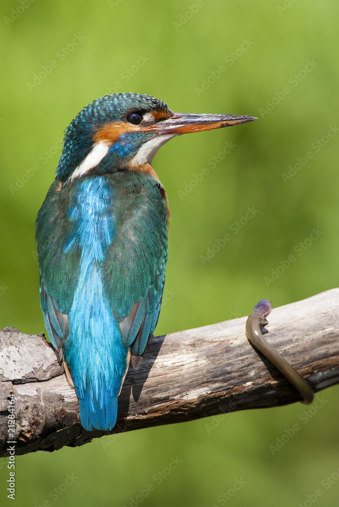 Kingfisher with eel Kingfisher with eel