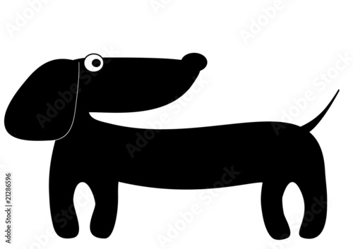 Black-and-white puppy