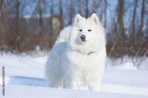 Samoyed dog standing on the snow © usbfco