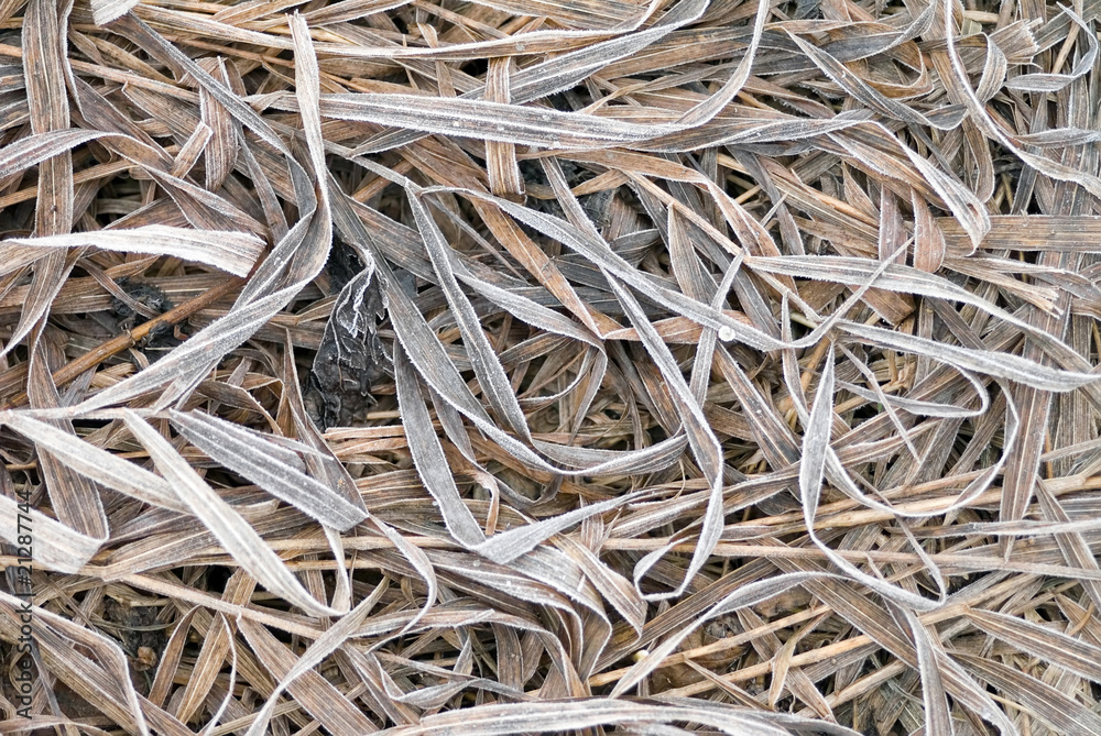 Dry rimy grass Dry rimy grass