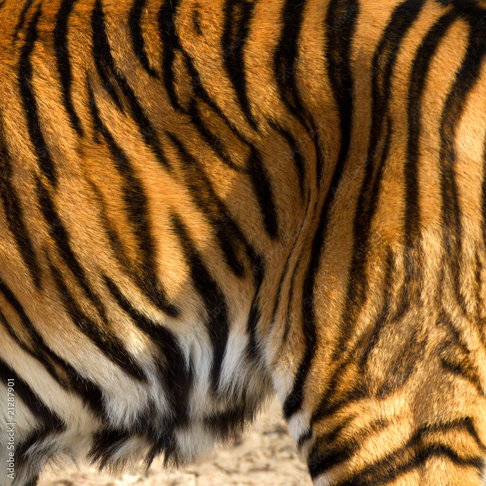 Fototapeta premium Tigre du Bengale