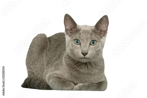 chat bleu russe allongé de face