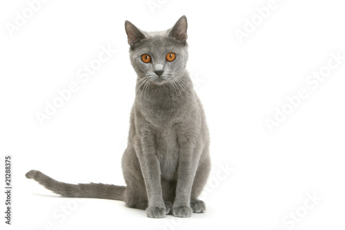 chat des chartreux aux yeux orange de face photo