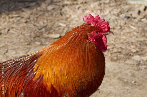 An orange rooster