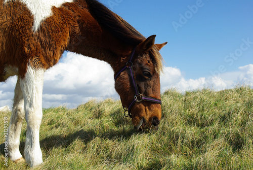 Fotografia Cheval qui mange
