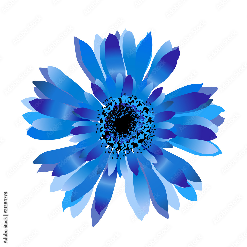 Fototapeta premium Blue cornflower.Spring flower