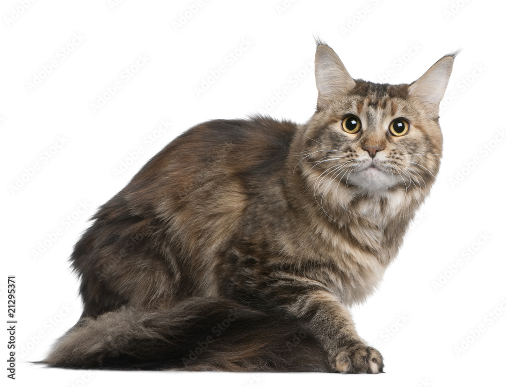 Obraz premium Side view of Maine coon, sitting in front of white background