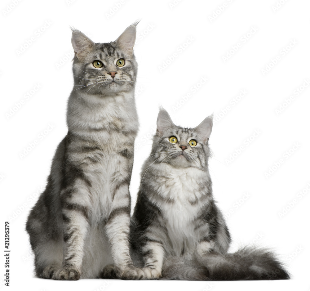 Front view of Two Maine coons, sitting and looking away