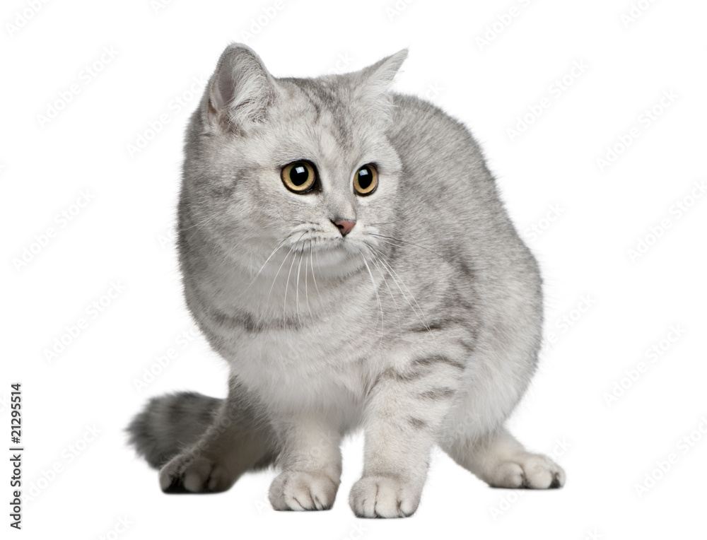 Front view of British shorthair cat, standing and looking away
