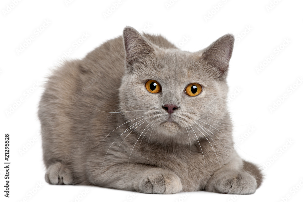 British shorthair cat, lying down in front of white background