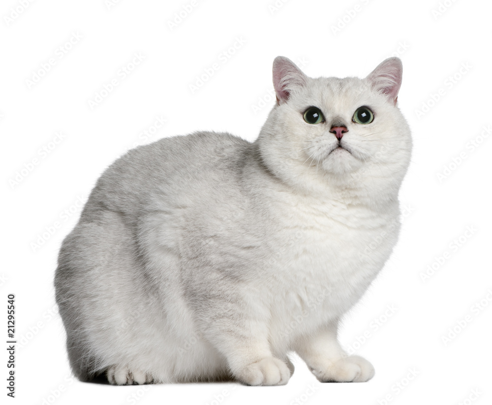 Side view of British shorthair cat, lying down and looking up