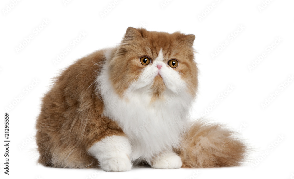 Front view of Persian cat, sitting in front of white background