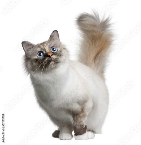 Front view of Birman cat, standing and looking up