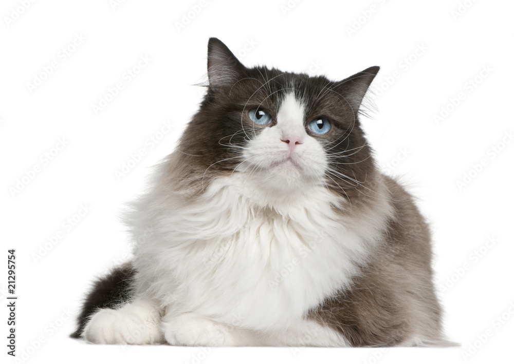 Front view of Ragdoll cat lying down and looking away