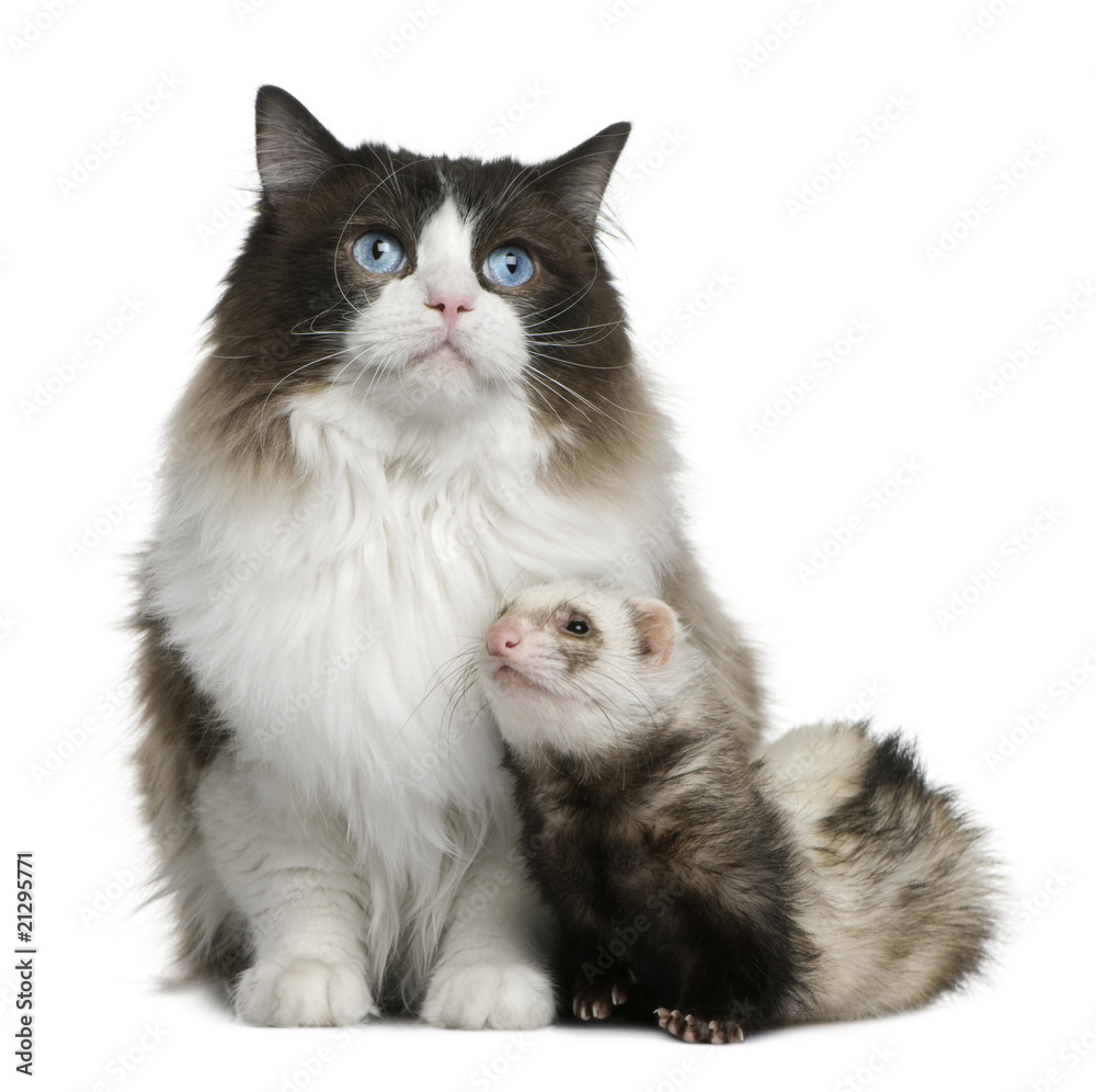 Ragdoll cat and a ferret sitting in front of white background