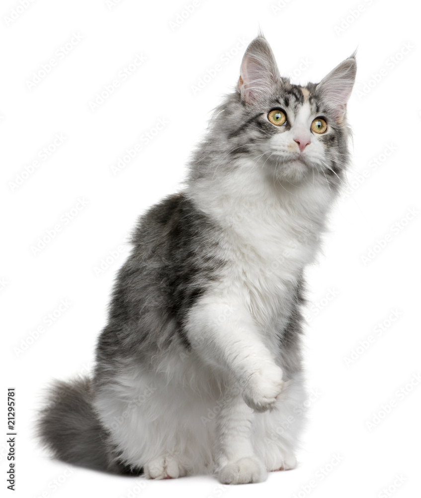 Front view of Maine coon kitten, with one paw up sitting