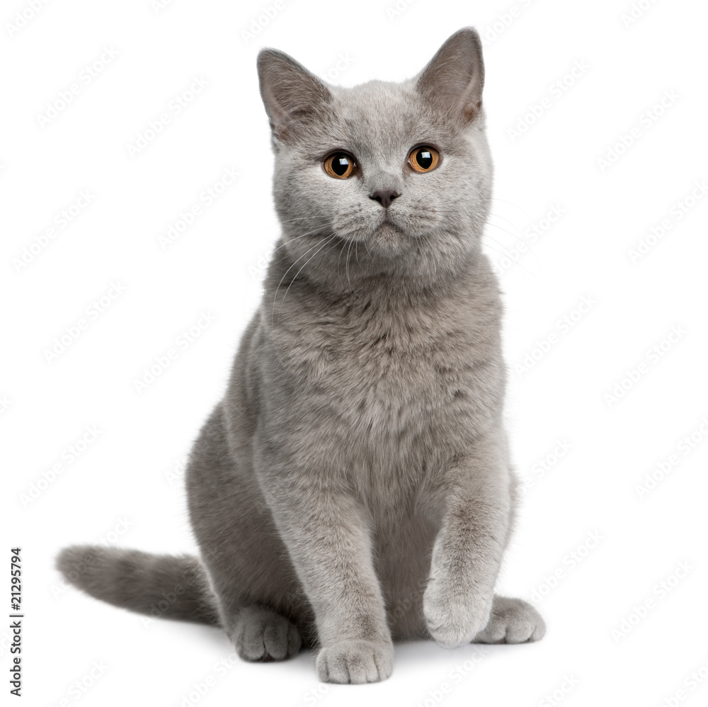 Obraz premium Widok z przodu kota brytyjskiego krótkowłosego, siedzącego